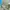 TAKA Craft Sportswear Short Pria green photo 5