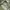 TAKA Craft Sportswear Short Pria green photo 3