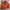 Burberry Luxury Bomber jacket Pria orange photo 1