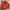 Burberry Luxury Bomber Jacket Pria Orange