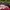 Nike Vintage Casual Hat Pria burgundy photo 7