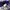 Issey Miyake Avant Garde Shirt Wanita multicolor purple white photo 3