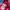 Alpha Industries Streetwear Casual T-shirt Pria pink photo 8