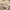 Powell Peralta Skater Casual T-shirt Pria khaki photo 5