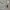 Adidas Sportswear Jersey Pria white gray photo 5