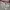 Adidas Sportswear Jersey Pria white gray photo 3