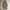 JOURNAL STANDARD Casual Parka Wanita brown photo 1