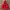 Issey Miyake Y2K Hoody Pria Red