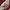 Dickies Casual Sweater Pria white red photo 6