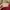 Michael Kors Luxury Casual Bucket bag Wanita tan photo 2