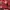 Moschino Indie Shoulder Bag Wanita Red