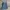 Dickies Skater Casual Casual Pants Pria Blue
