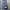 Dickies Skater Casual Casual pants Pria blue photo 3
