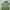 Columbia Casual Polo shirt Pria green photo 4