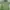 Columbia Casual Polo shirt Pria green photo 1