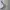 Adidas Streetwear Sportswear Windbreaker Wanita white photo 4