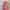 Balenciaga Casual Messenger bags & Satchel Wanita pink photo 6