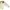 Adidas Vintage Skater Puffer jacket Pria cream photo 5