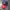 New Era Streetwear Hat Pria red blue photo 1