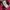 PPFM Streetwear Y2K T-shirt Wanita red pink photo 8