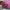 Coach Vintage Casual Crossbody Bag Wanita burgundy pink photo 4