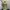 Gorpcore Bodysuit Wanita tan cream photo 1