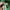 Adidas Vintage Sportswear Track jacket Pria green photo 7