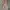 Vintage Skirt Wanita cream photo 1