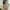Minimalist Casual Jumpsuit Wanita green photo 3
