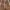 VANS Streetwear Sneakers Pria brown black photo 4