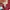 Under Armour Streetwear Sportswear Sweater Pria burgundy photo 5