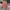 Casual Culotte Wanita tan photo 1