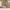 Coach Casual Shoulder bag Wanita cream photo 6