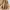 Coach Casual Shoulder bag Wanita cream photo 8
