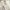 COMME des GARÇONS Casual T-shirt Pria white photo 4