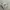Nike Streetwear Sportswear Sneakers Pria cream photo 1