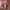 Longchamp Luxury Casual Handbag Wanita pink photo 5