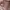 Longchamp Luxury Casual Handbag Wanita pink photo 2