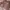 Longchamp Luxury Casual Handbag Wanita Pink