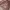 Longchamp Luxury Casual Handbag Wanita pink photo 3