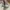 Onitsuka Tiger Casual Sneakers Pria green tan photo 4