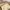 Fossil Vintage Shoulder bag Wanita tan photo 4