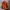 The North Face Gorpcore Sportswear Track jacket Pria orange photo 2