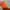 The North Face Gorpcore Sportswear Track jacket Pria orange photo 6