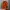 The North Face Gorpcore Sportswear Track jacket Pria orange photo 1