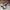 Salomon Gorpcore Casual Sneakers Pria brown photo 2