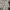 Streetwear Casual Short Pria tan cream photo 1