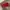 Nike Vintage Hat Pria red photo 6