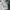 Dickies Casual Casual pants Pria green photo 2