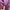Adidas Streetwear Sportswear Tracksuit Pria purple photo 6